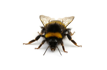 Buff-tailed bumblebee, Bombus, isolated on white