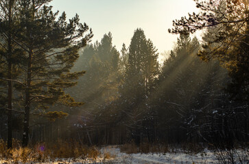 morning in the forest