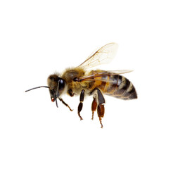 Bee on the white