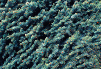 Christmas tree branches background