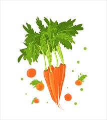 Bright vector set of slices and whole carrots. Fresh vegetable isolated on white background. The illustration is used for menu cover, web page. magazine, book.