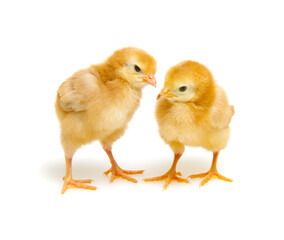  little newborn chickens isolated on white background