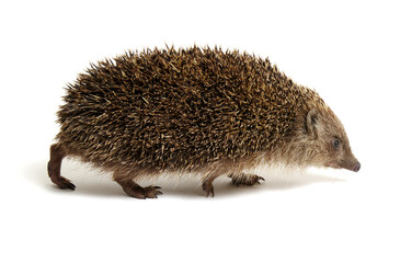 Hedgehog  isolated on white