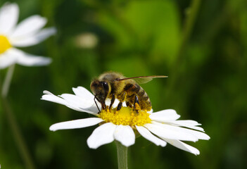 Honey bee worker on flower