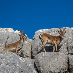 bouquetin in the peak of mountain