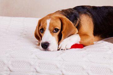 A cute beagle dog on the bed on white blanket.