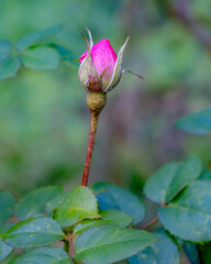 Closeup Shot of a Pink Flowering Plant