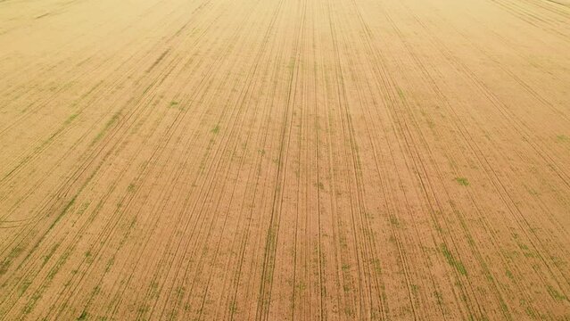 Fly over the field after harvest. Incredible landscapes and textures. The dug-up strips left by the combines form geometric lines stretching parallel to each other to the horizon