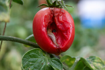 A closeup of a slug tomato pest on a fresh garden . Insects destroy green and ripening fruits. In...