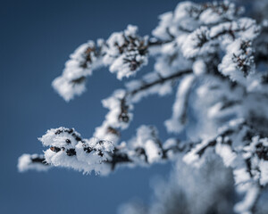 winter plants in a snow-covered forest