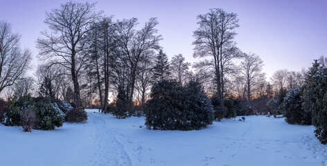 Snowy landscape panorama on the cemetery in evening light and clear sky, with bald trees and evergreen bushes