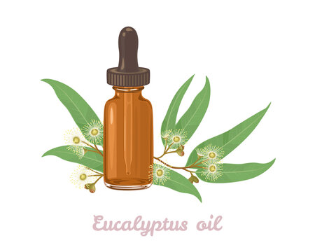 Eucalyptus essential oil. Amber glass dropper bottle and Eucalyptus leaf and flowers isolated on white background. Vector illustration in cartoon flat style.