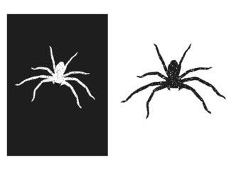 Wild spider in grunge style. Vector illustration.