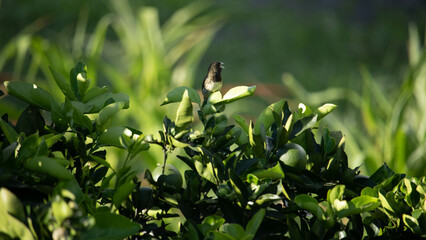 Papa capim das costas cinza. The gray-backed grasshopper is a passerine bird in the Thraupidae family.