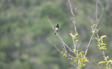 Papa capim das costas cinza. The gray-backed grasshopper is a passerine bird in the Thraupidae family.