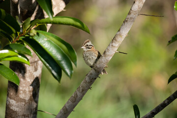 Tico tico. The tico tico is a passerine bird in the family Passerellidae.