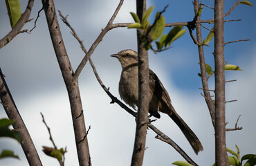 Sabiá do campo. The field thrush is a passerine bird in the Mimidae family.