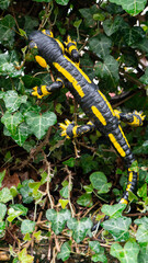 Black yellow spotted fire salamander. Lizard toy in nature.