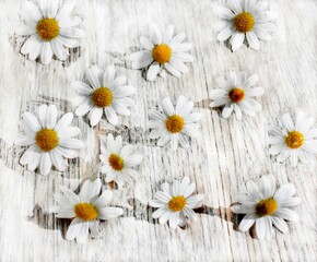 white daisies on a white wooden background, active shadows, bright light color
