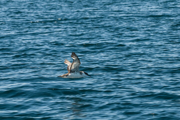 Obraz premium Cape Petrel, Antartic bird, Antártica
