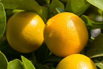 Close up of growing oranges at an orange tree