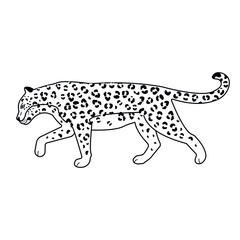 Vector flat outline leopard isolated on white background