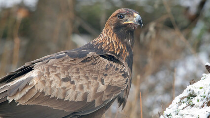 Golden eagle. Bird of prey in winter forest. Aquila chrysaetos