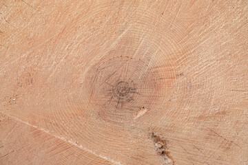 Cross section of the cedar tree. Bright wooden slices. Close-up wooden cut background. Slice circular wood texture.