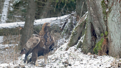 Fototapeta na wymiar Golden eagle. Bird of prey in winter forest. Aquila chrysaetos