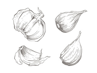 Sketchy illustration of garlic cloves. Hand drawn elements for package design. Isolated on white background.