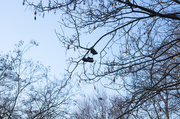 schuhe hängen im baum freiheit konzept unabhängig entscheiden