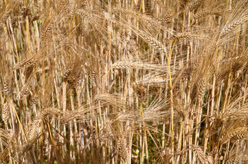 Fototapeta premium Golden rye on the field at sunny summer day. Yellow ripening ears of rye ready for harvest. Cereals growing on the field. 