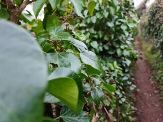 Obraz premium leaves in the garden
