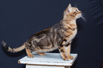 Bengal cat. Portrait, close-up. cat on a table