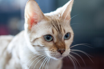 Bengal cat plays with a toy. Portrait, close-up. An intergeneric hybrid of a domestic cat and a Bengal cat proper.