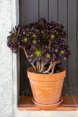 A flower Aeonium Schwarzkopf in a ceramic pot is on the threshold of a house on the street against the background of a brown door. Spain.