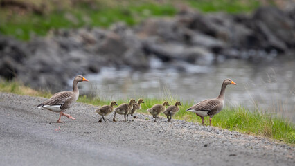Gänsefamilie kreuzt die Straße. © Hendrik