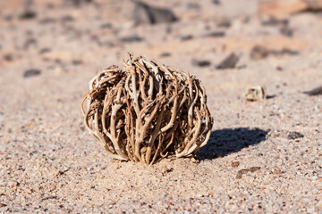Anastatica hierochuntica true rose of Jericho biblical ressurrection plant in its dry dormant state...