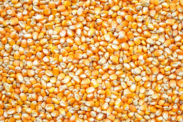 close up of corn grains