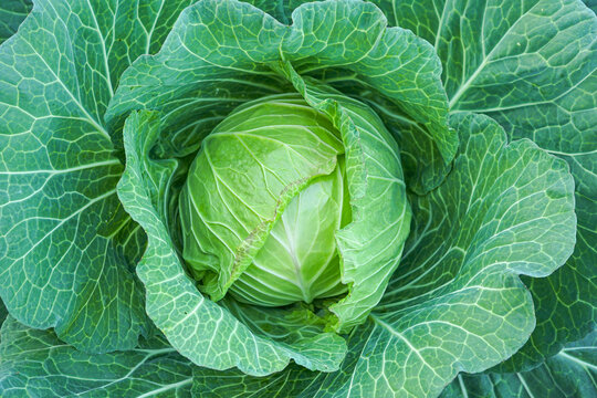 Couve Bilder Durchsuchen 10,904 Archivfotos, und