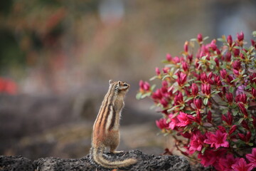 squirrel looking at flowers
