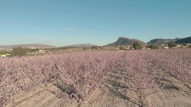planting of almond blossom trees in Moratalla with drones