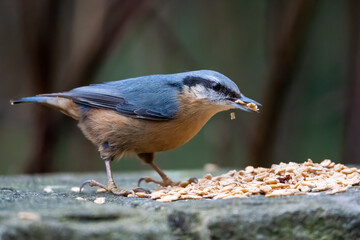 Kleiber an der Futterstelle