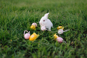 White Easter bunny collects yellow and pink eggs sitting on the grass. Happy Easter.