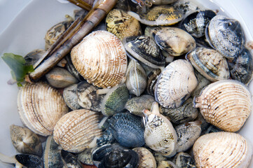 Bowl with live Italian vongole, sea truffles, and some grooved sword razor clams in seawater with their siphons visible.