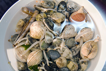 Bowl with live Italian vongole, sea truffles, and some grooved sword razor clams in seawater with their siphons visible.