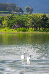 couple of white goose in pond