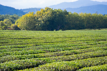 Fototapeta na wymiar green tea plantation in Chiang Rai-Thailand