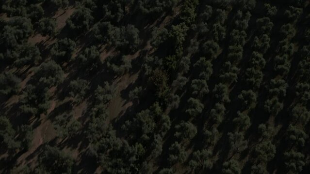 4K Aerial footage drone view of Olive grove, in Italy
