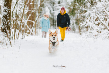 Well dressed happy girl and man with Corgi dog outdoors in winter. Pets, people and season concept. Cheerful couple having fun with cute dog in snowy park